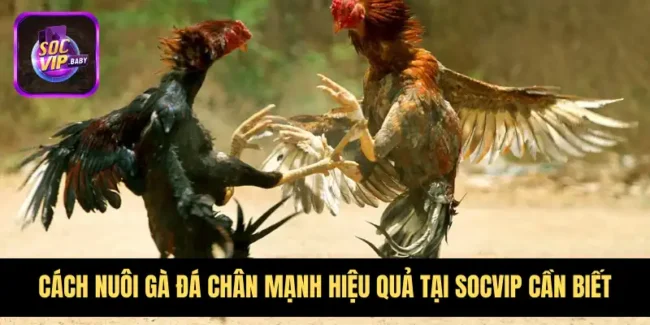 Cách nuôi gà đá chân mạnh