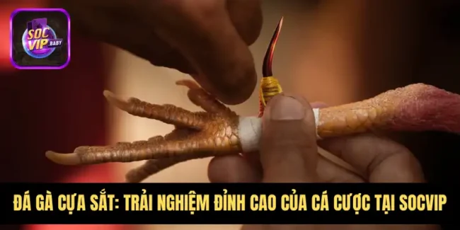 Đá Gà Cựa Sắt